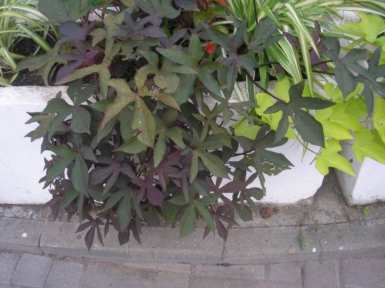 P1010045.JPG