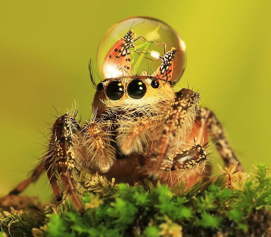 jumping-spider-waterdrop-hats-uda-dennie-5_image.jpg