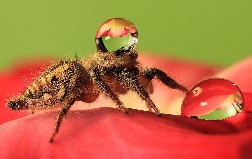 jumping-spider-water-hat-4-1.jpg