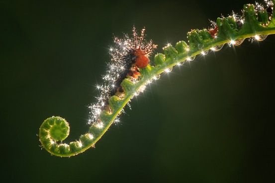 Diamond-in-the-Jungle-553x368.jpg