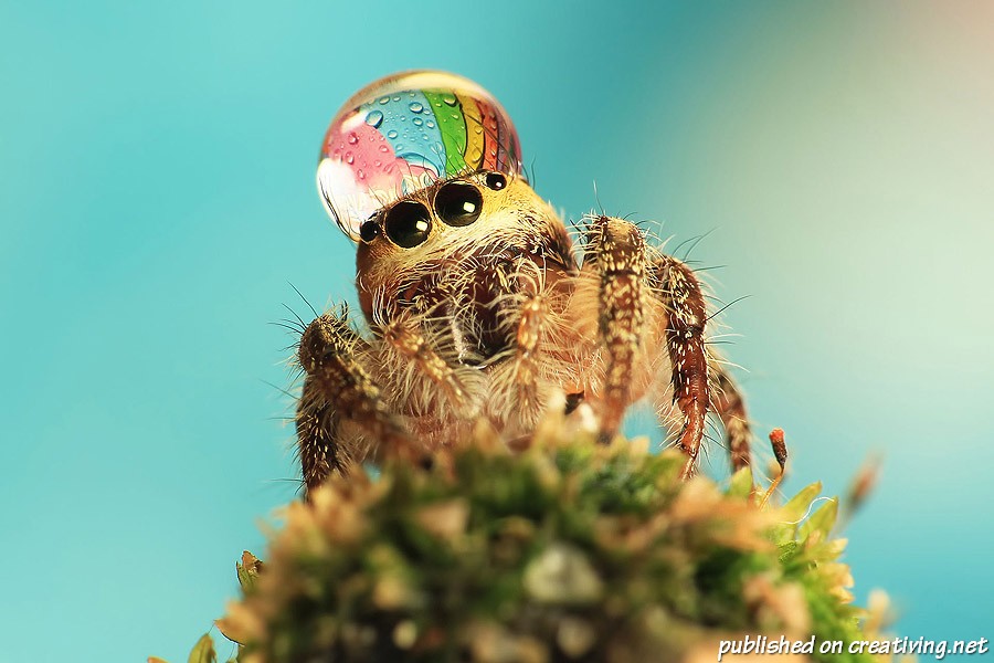 creativing.net_spiders_008.jpg