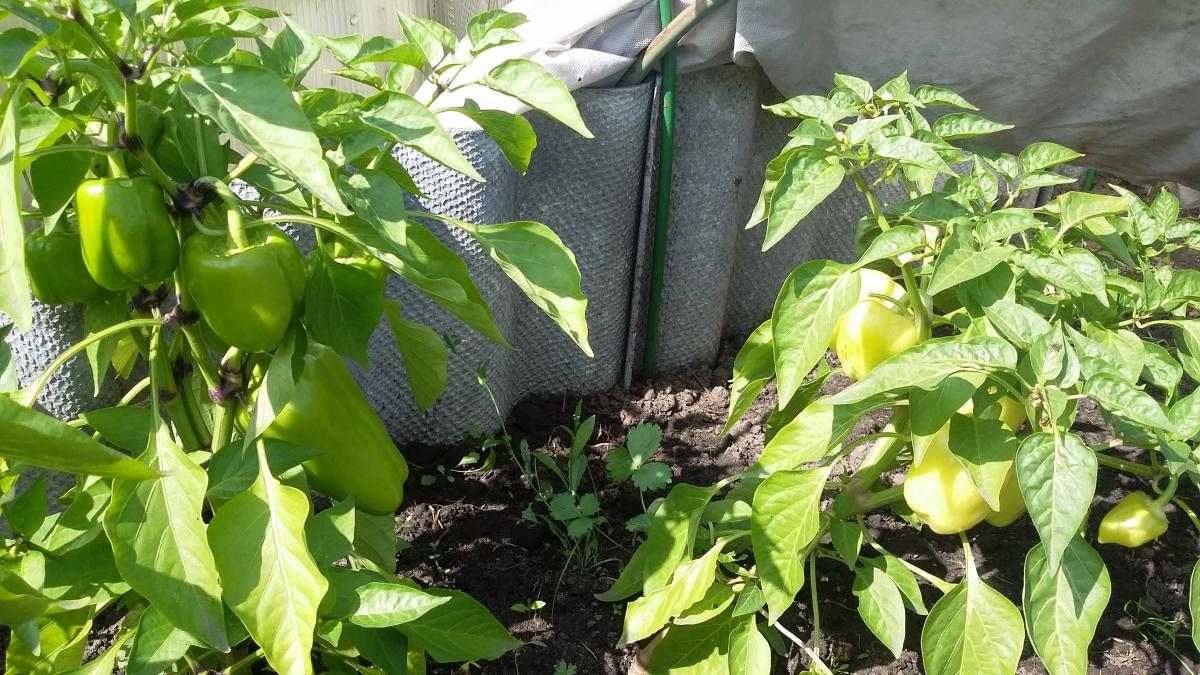 20190808_132216.jpg