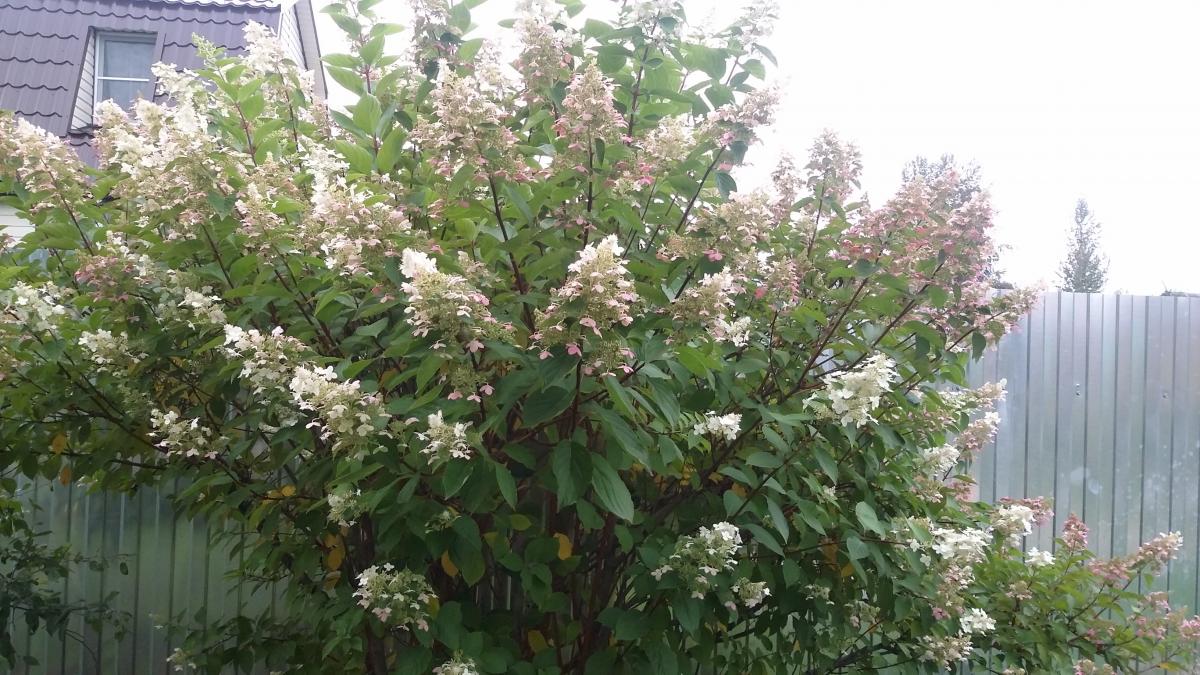 20190905_142935.jpg
