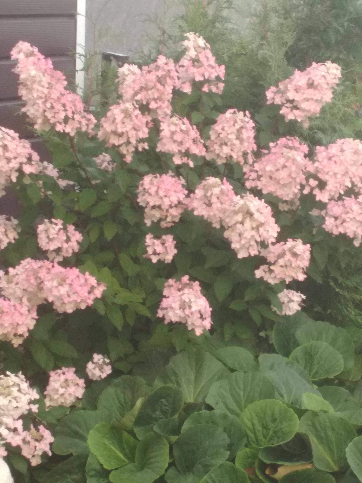 IMG_20190909_0735181.jpg