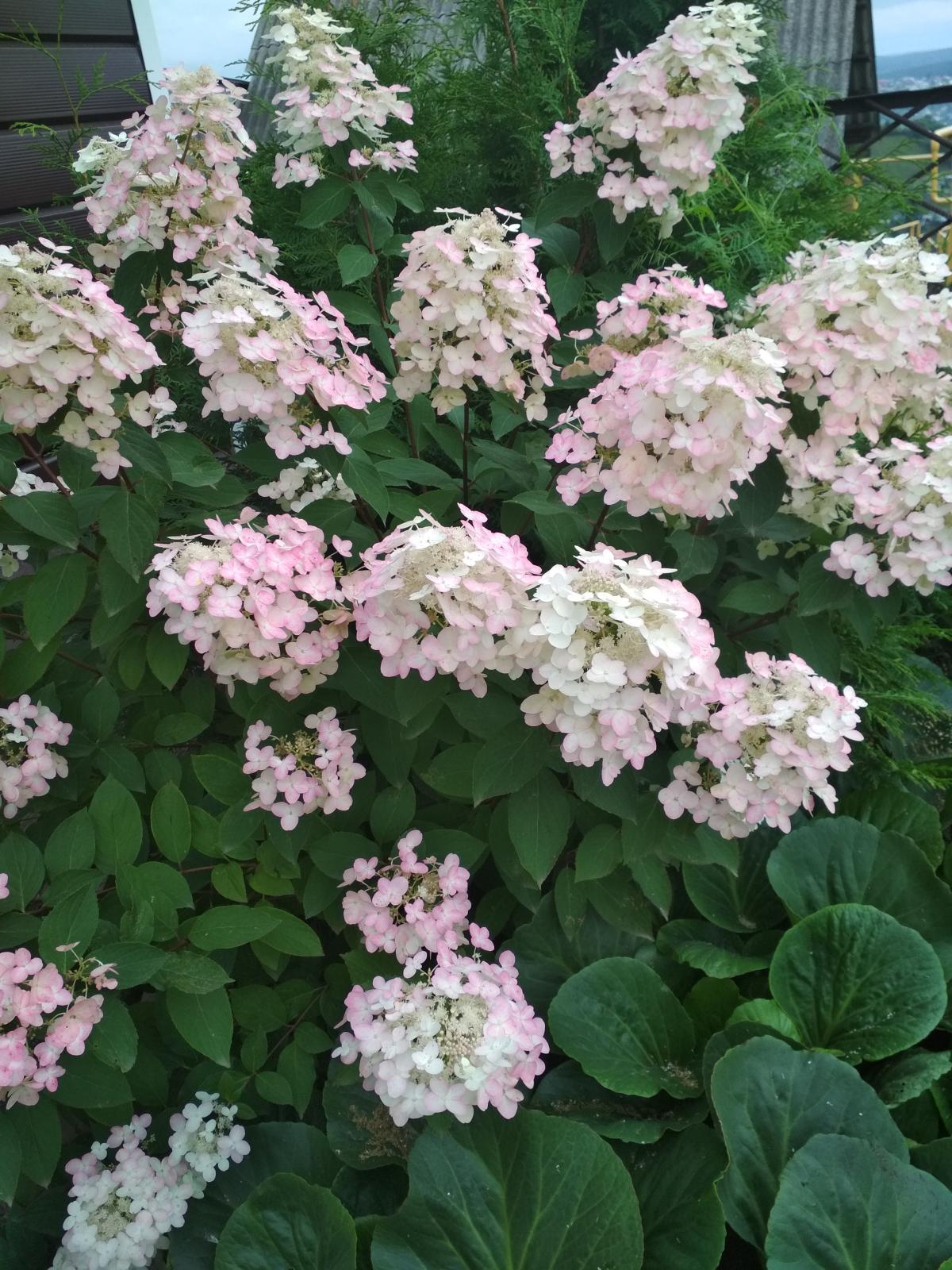 IMG_20190830_1732261.jpg