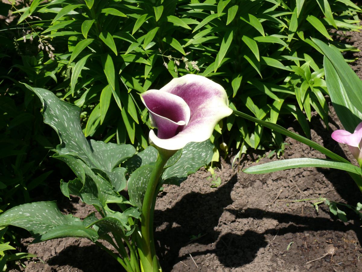 P1200444.JPG
