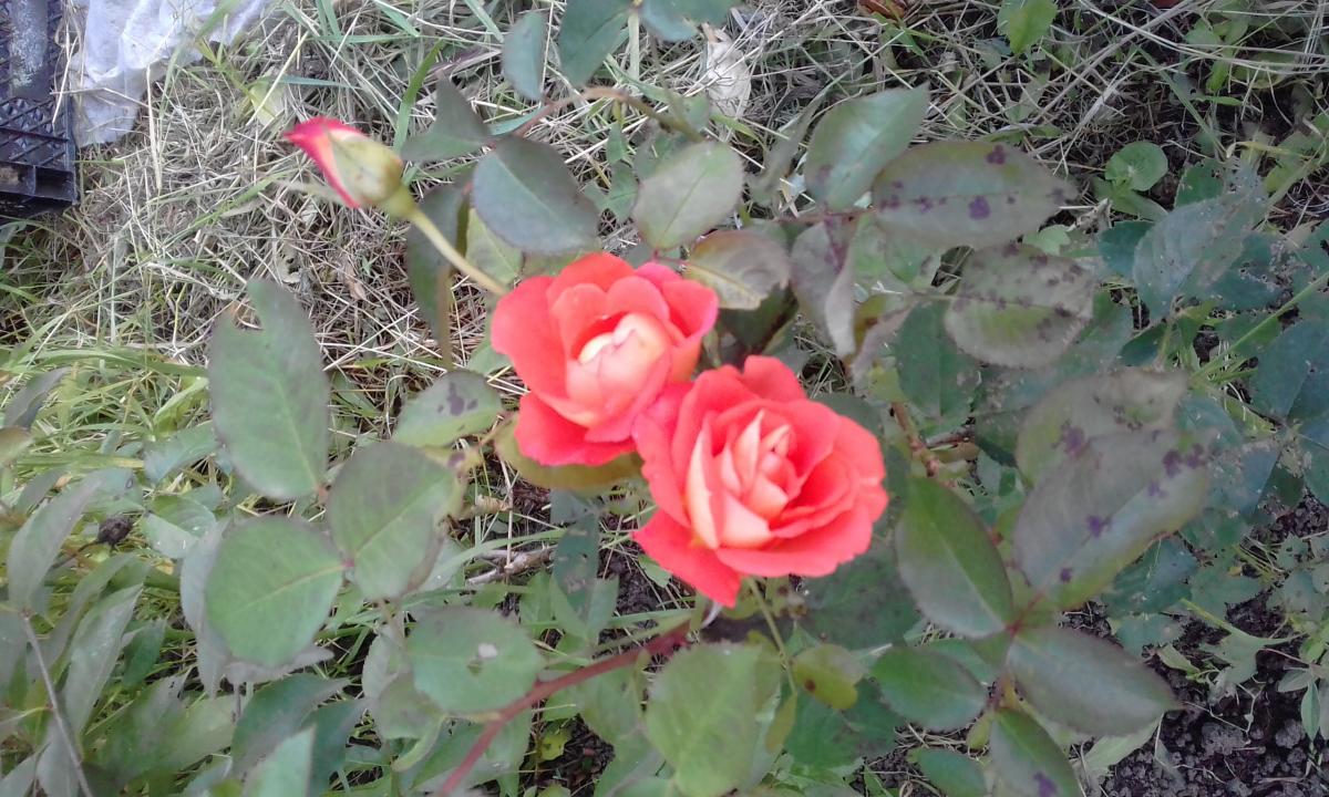 20190916_182357.jpg