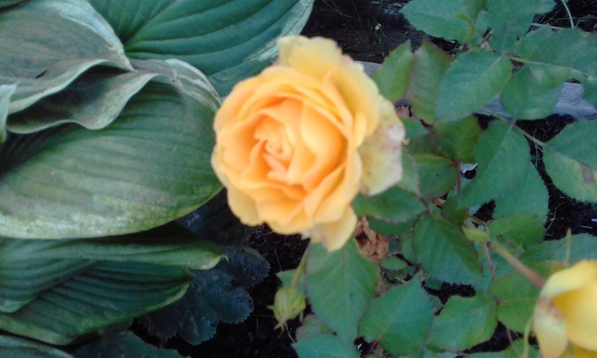20190916_194957.jpg