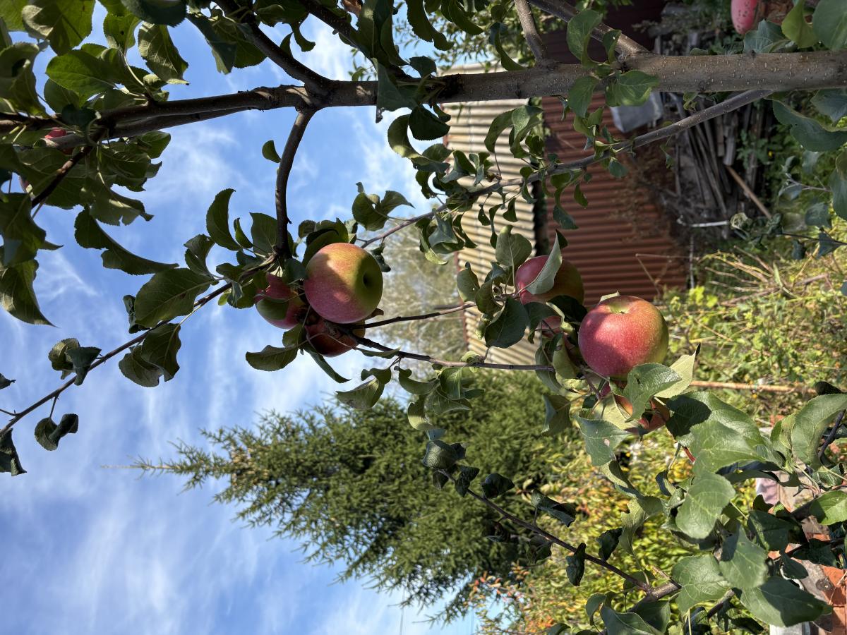 IMG_3923.jpeg