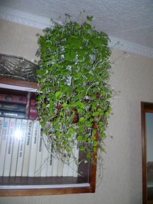 P1020169.JPG