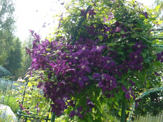 мой красавей Джипси Куиин.JPG