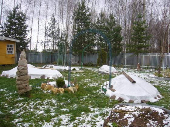 розы готовы.JPG