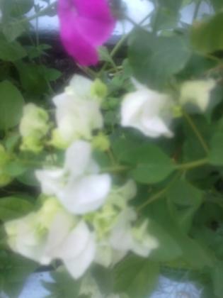 27062012279.jpg
