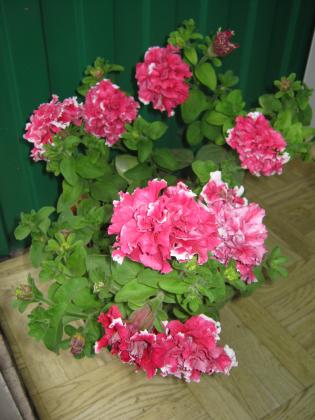 IMG_1485.JPG