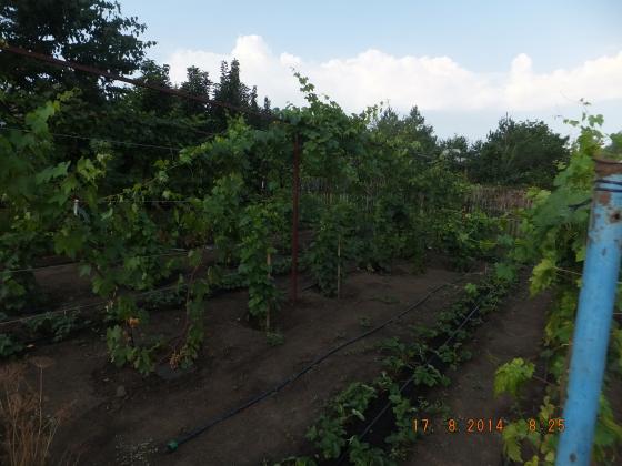 DSCF2287.JPG
