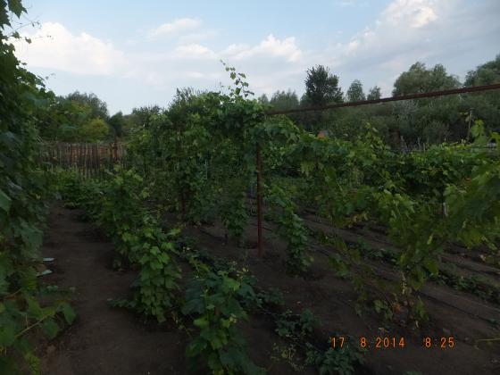 DSCF2285.JPG