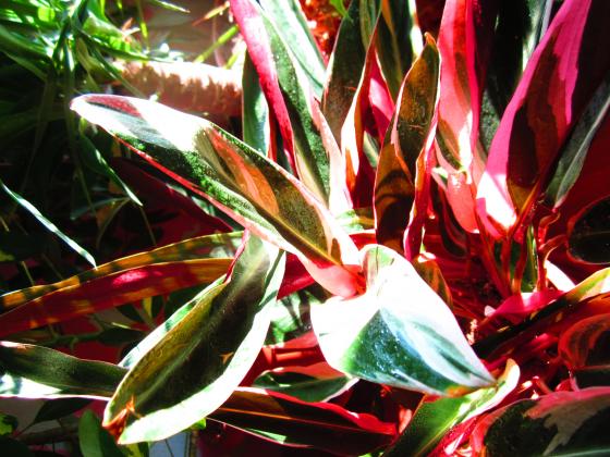 Строманта кроваво- красная (Stromanthe sanguinea Tricolor).JPG