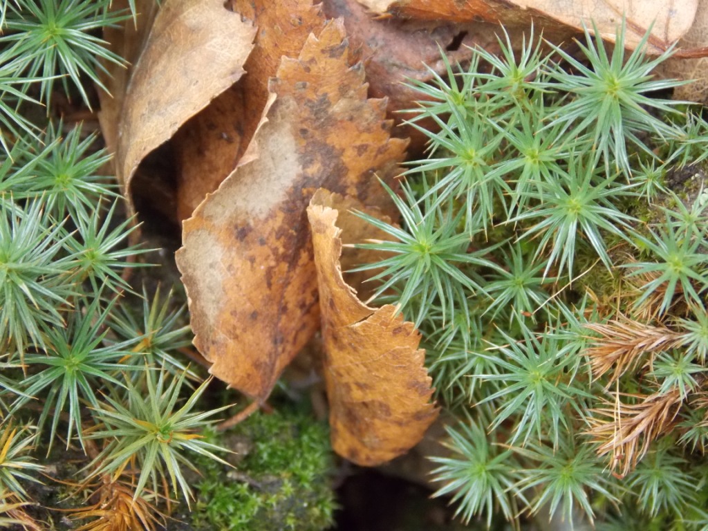 DSCN3646.JPG