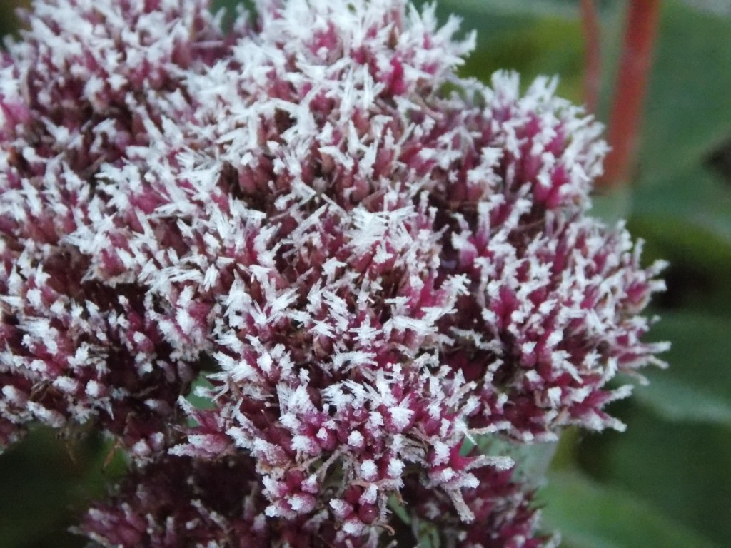 DSCN4936.JPG