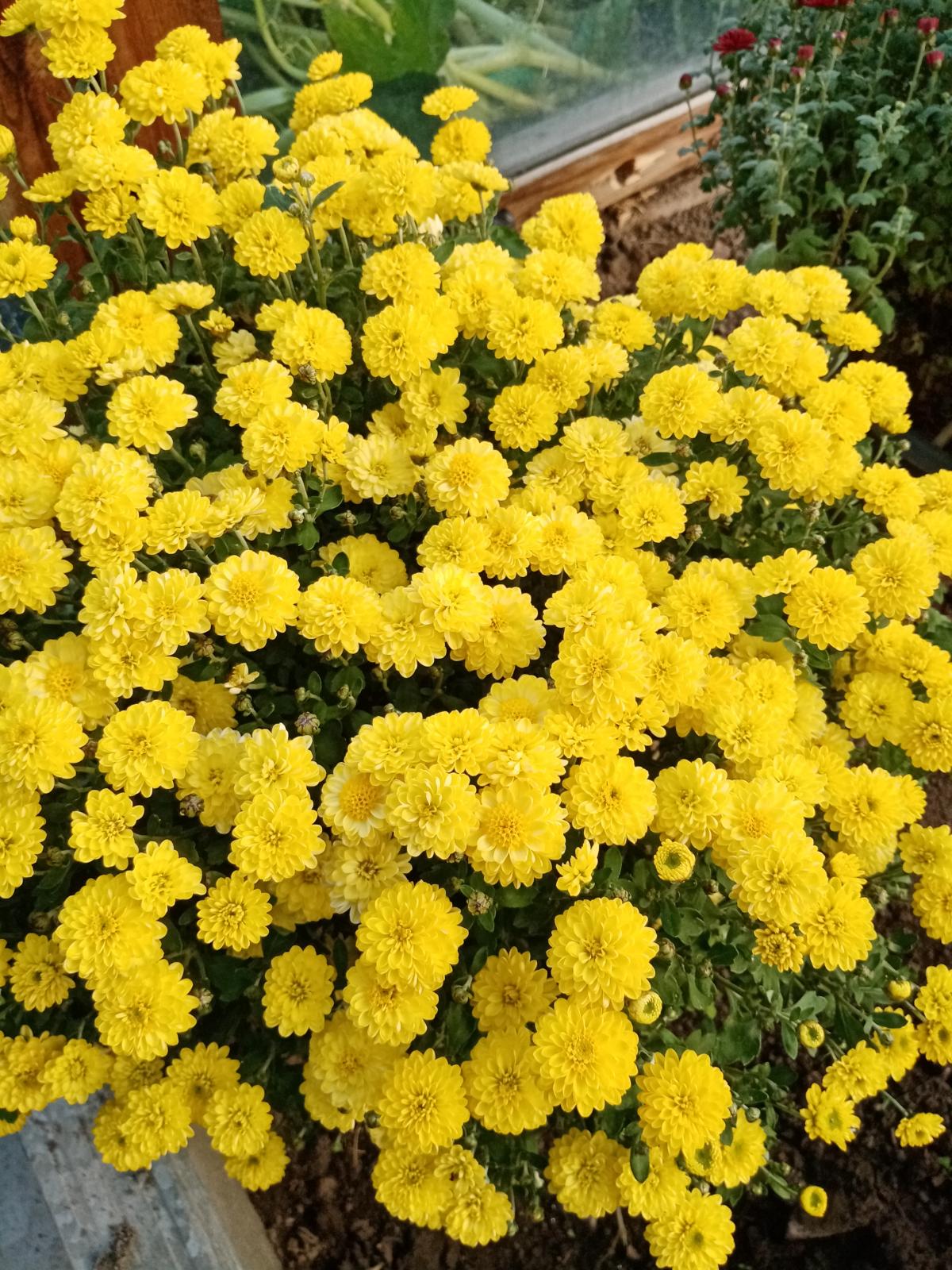 IMG_20200927_165208.jpg