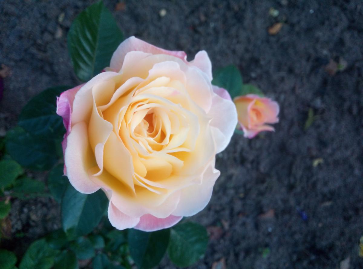 IMG_20201002_065424.jpg
