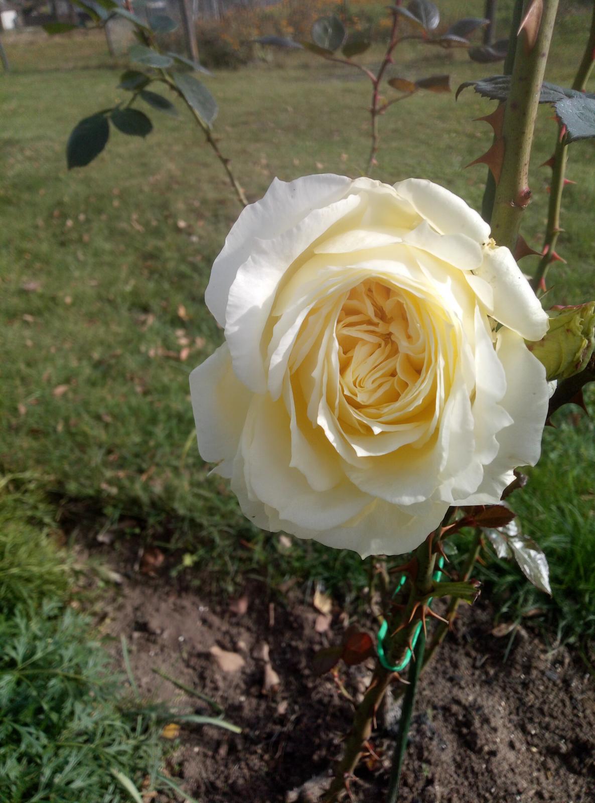IMG_20200930_102504.jpg