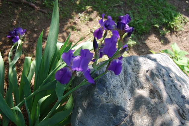 DSC_0188.JPG