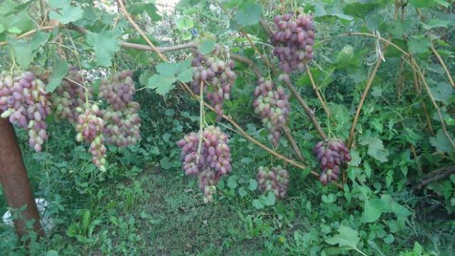 DSC03216.jpg1.jpg
