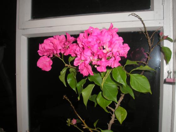 P1010053.JPG