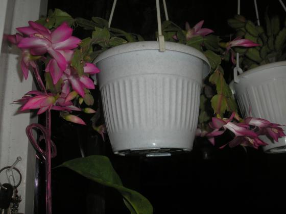 P1010020.JPG