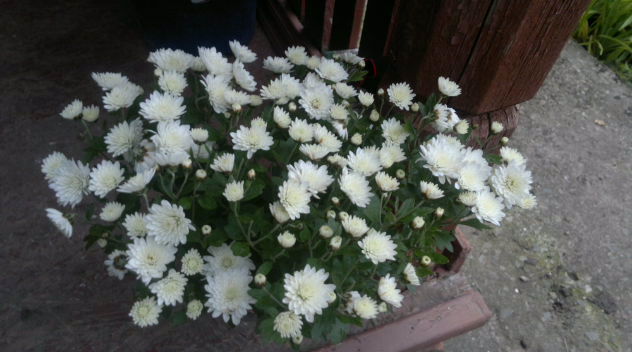 2013-10-08-1646_2.jpg