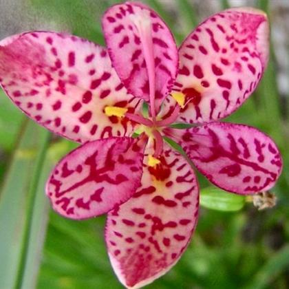 belamcanda_chinensis_08.jpg