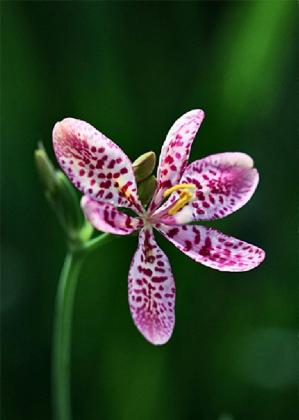 belamcanda_chinensis_03.jpg