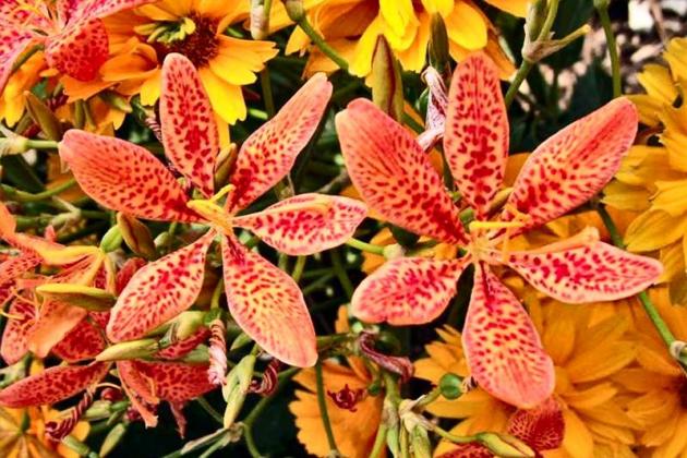 belamcanda_chinensis_09.jpg