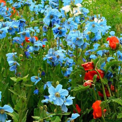 Meconopsis12.jpg