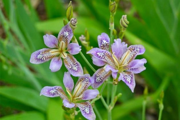 belamcanda_chinensis_019.jpg