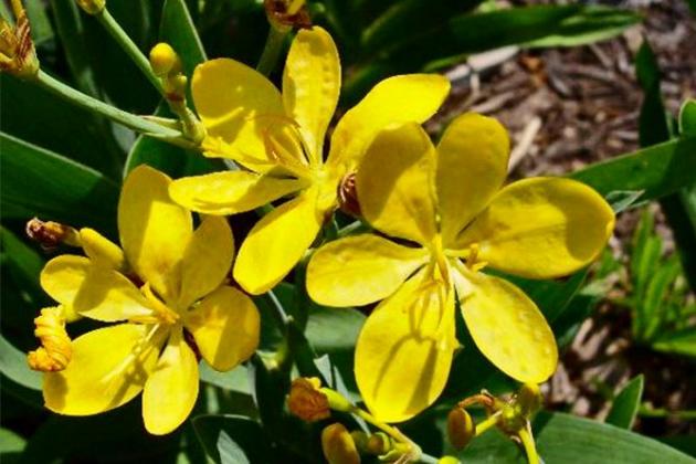 Belamcanda_chinensis_HelloYellow_017.jpg