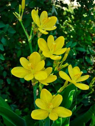 Belamcanda_chinensis_HelloYellow_013.jpg