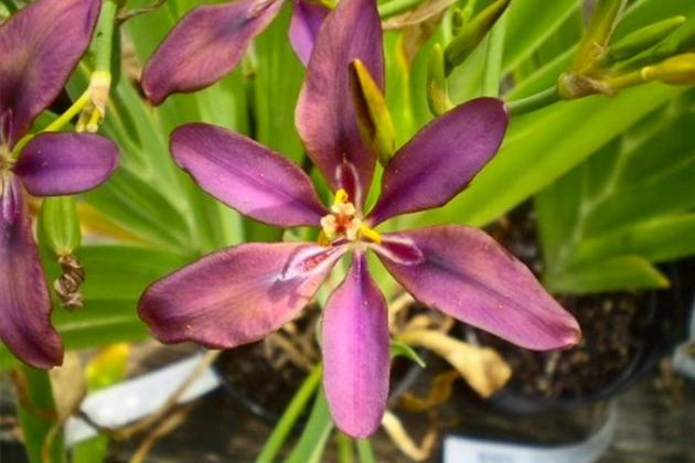 belamcanda_chinensis_018.jpg