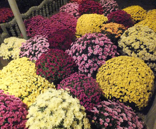 hrizantema-multiflora8.jpg