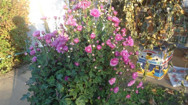 DSC08877.JPG