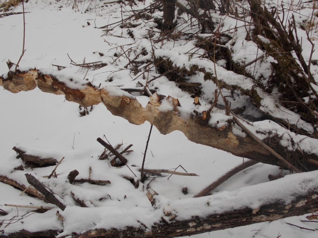 DSCN3996.JPG