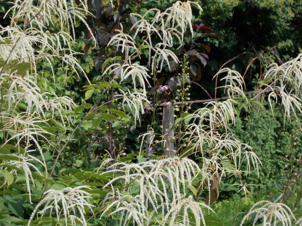 DSCN4755.JPG