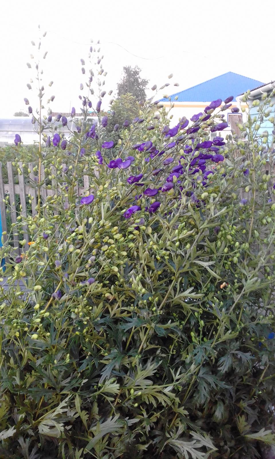 20170802_214247.jpg