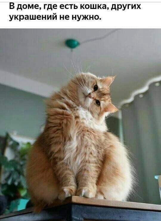 image (11).jpeg