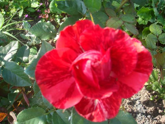 DSC04078.JPG