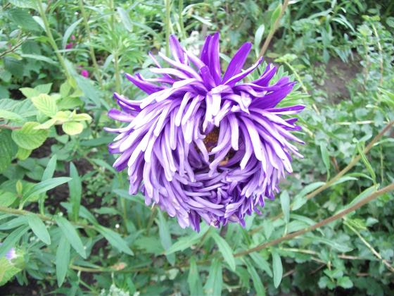 DSCF0872.JPG