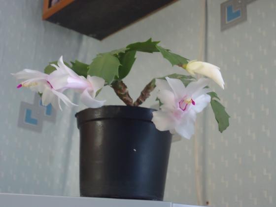 DSC00984.JPG