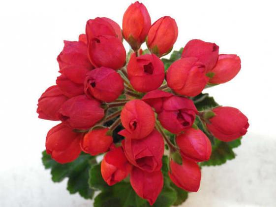 getImage (1).jpgпеларгония 1.jpg