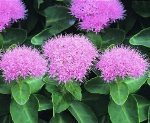 Sedum_Sedum Mini Joy.jpg